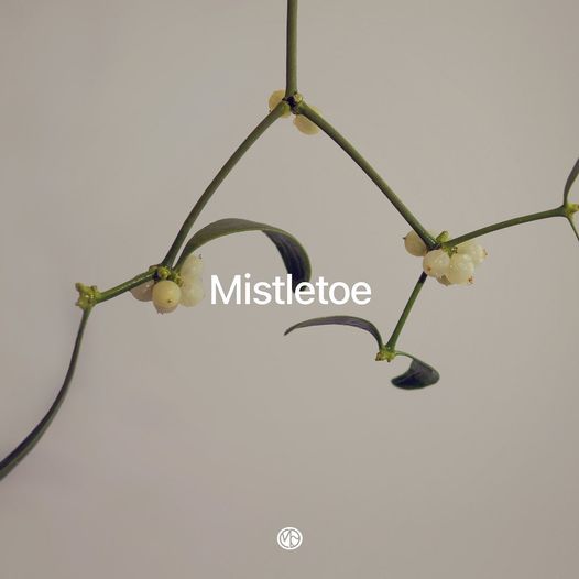 มิสเซิลโท mistletoe พืชกาฝากกับคุณสมบัติที่มีดีมากมาย บทความโดยคอสเมค แคร์ สกินแคร์ ด็อกเตอร์ซอนมี แคร์